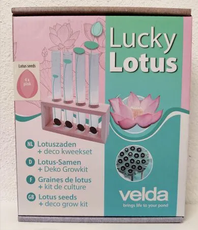 Lucky Lotus Pink